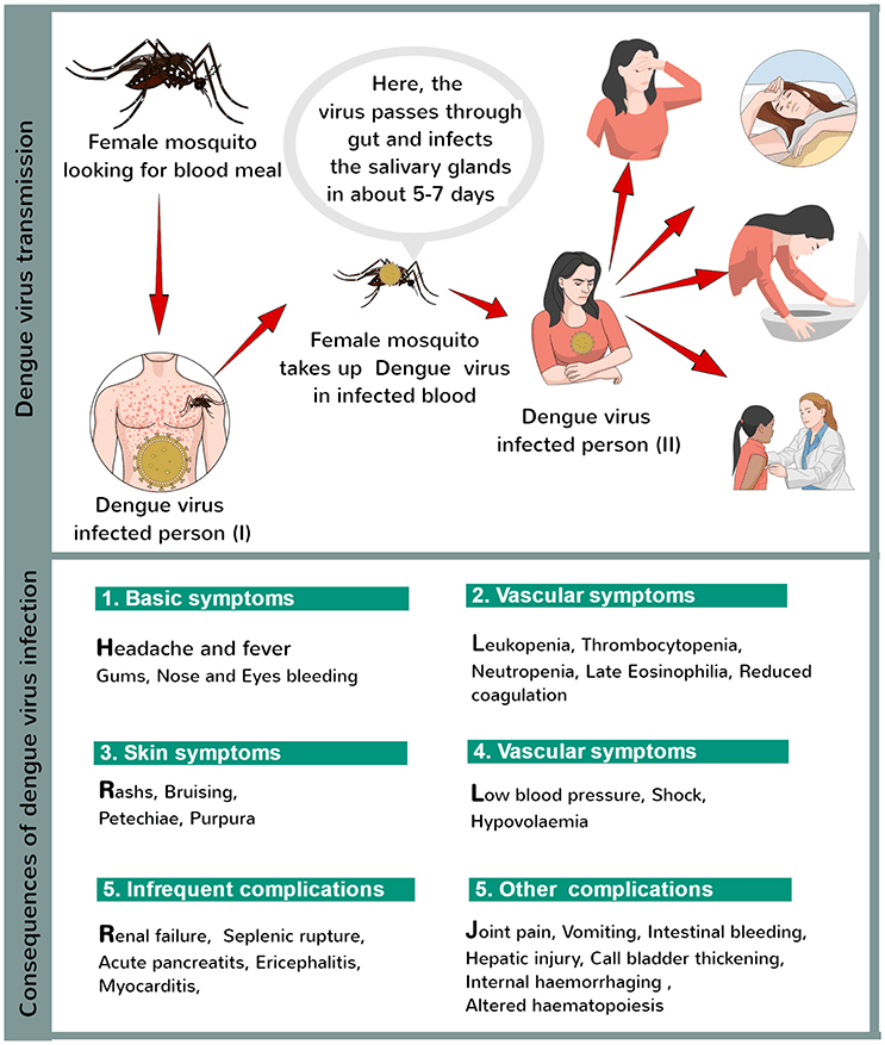 Dengue Virus